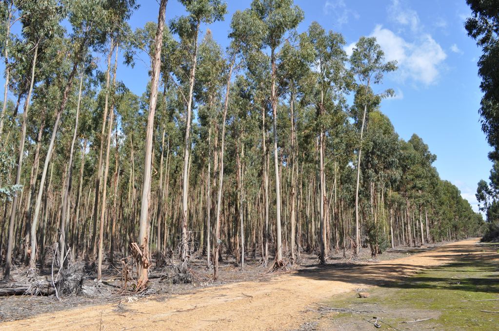 Eucalyptus_logs_for_pulping.